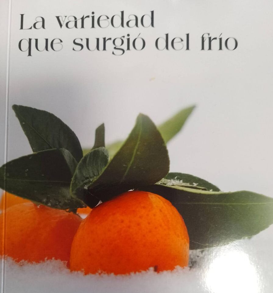 La variedad que salio del frío: Un viaje a los orígenes de la Clemenules